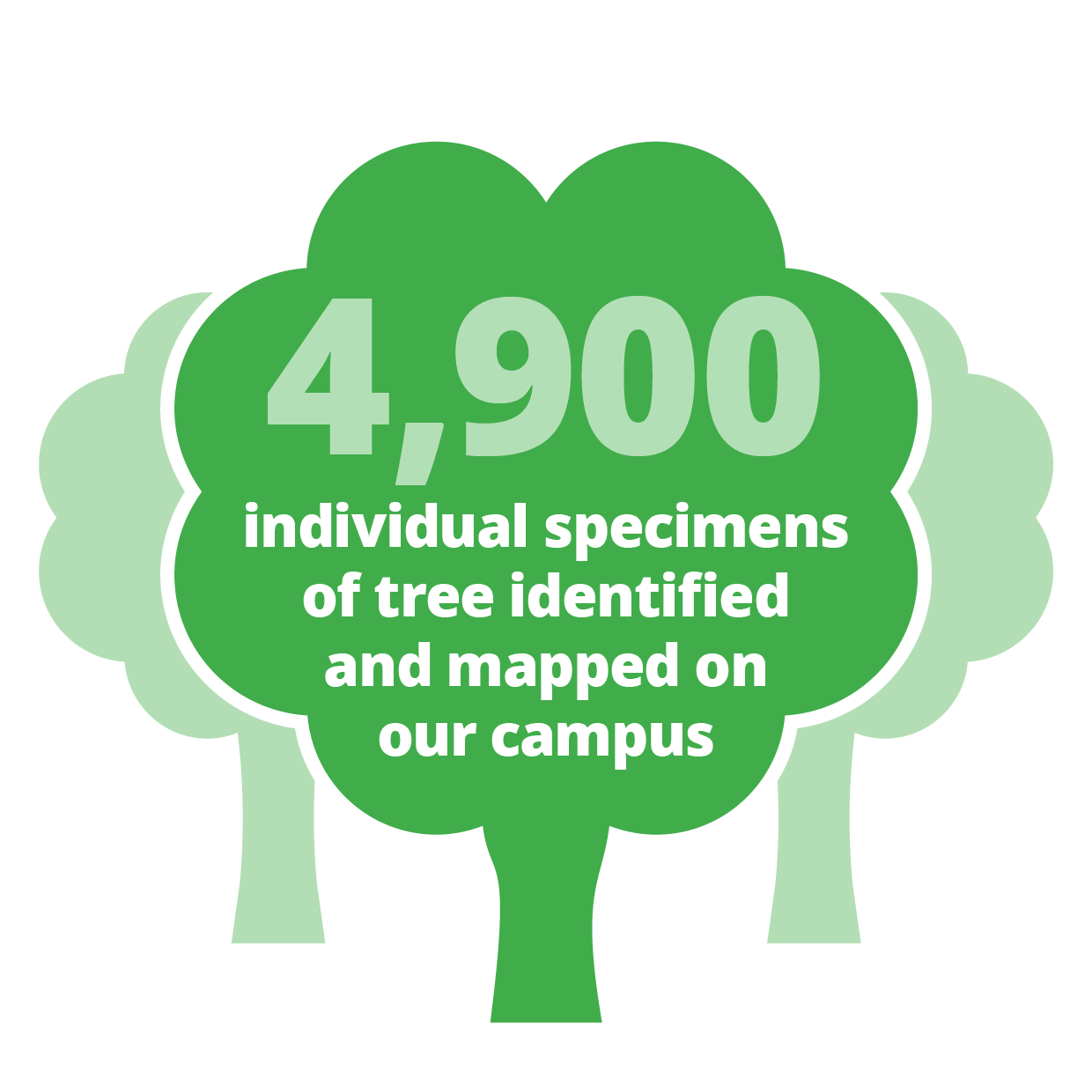 4900 individual specimens of tree identified and mapped on our campus
